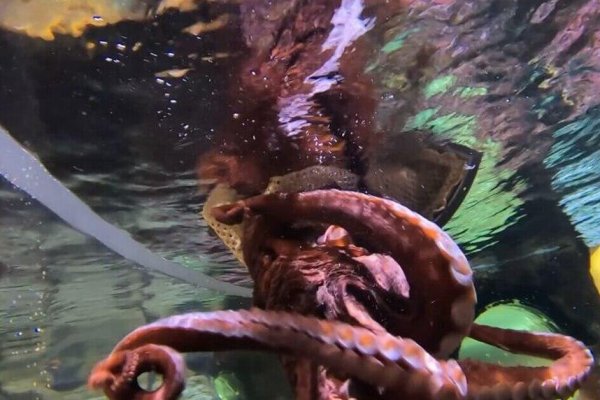 Kraken 12at